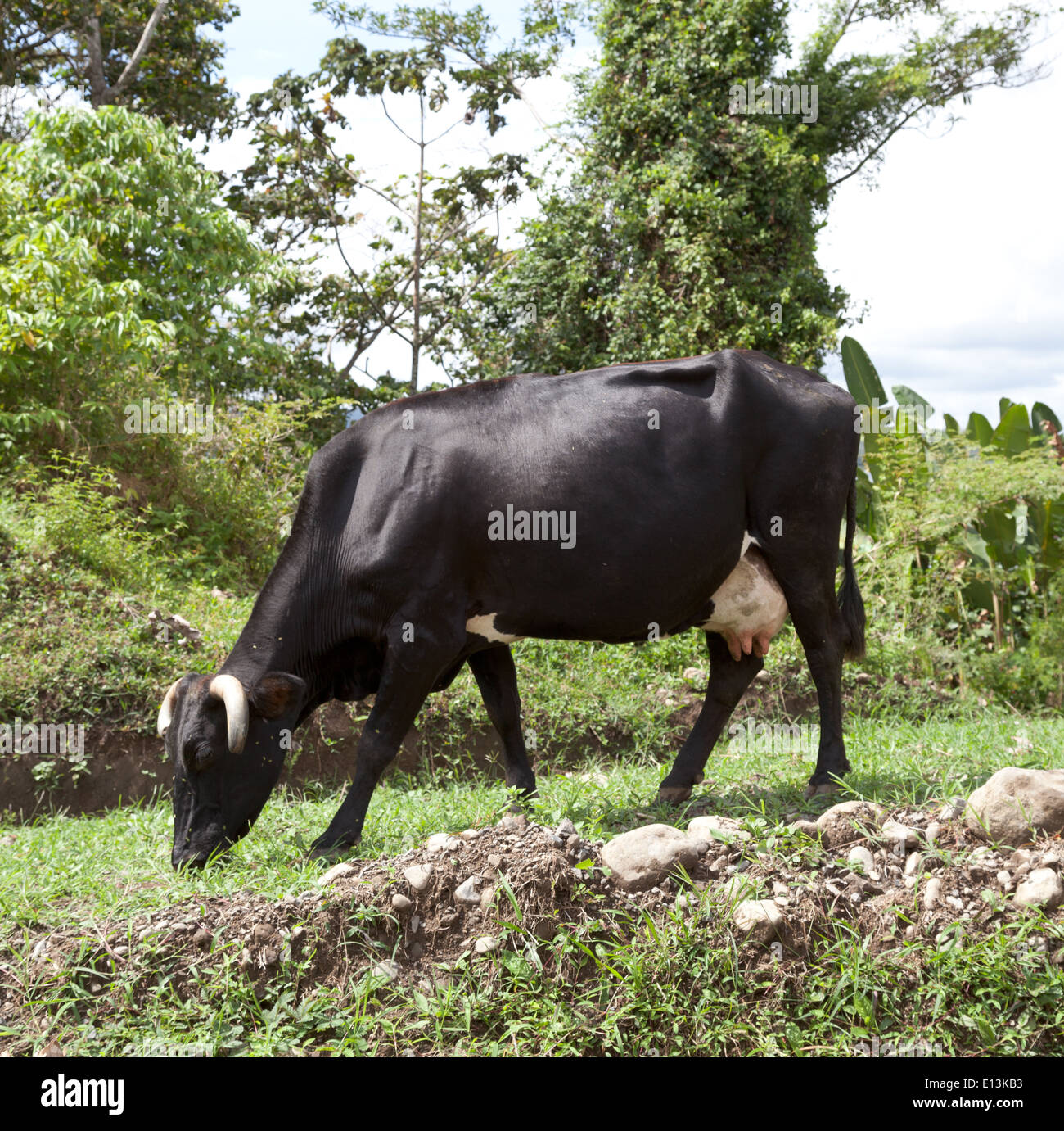 Profile of a cow grazing, Costa Rica Stock Photo