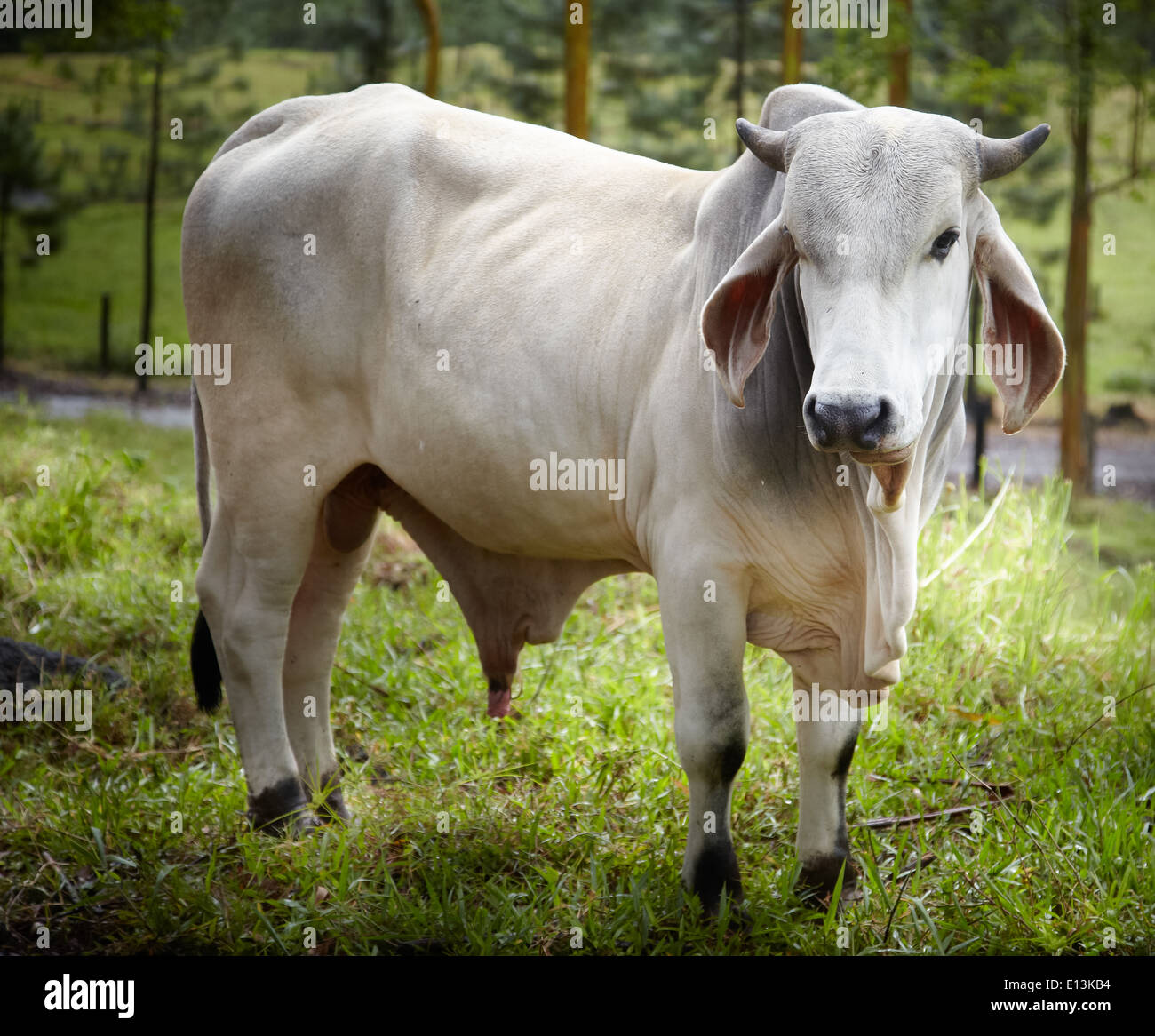 Close-up of an Ox, Costa Rica Stock Photo