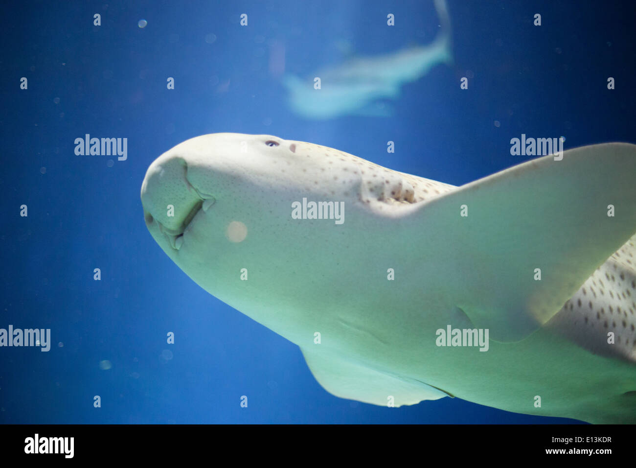 Zebra shark (Stegostoma fasciatum) in an aquarium Stock Photo