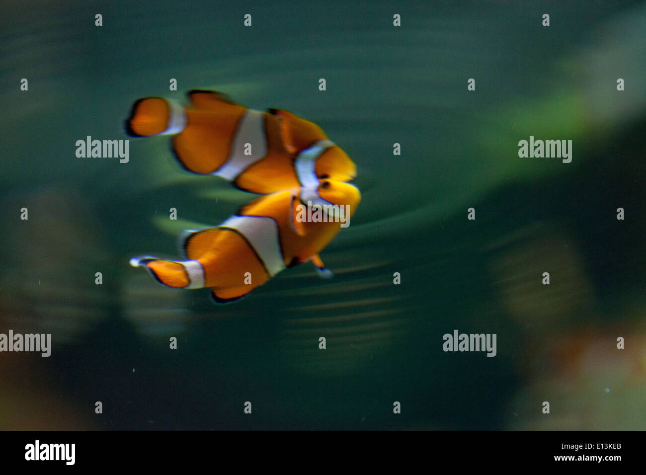 Clownfish in an aquarium Stock Photo Alamy