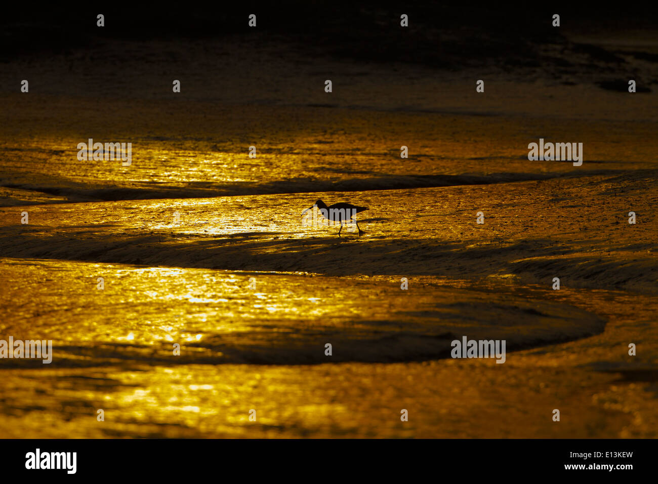 Curlew Numenius arquata Salthouse Norfolk Coastal mudflats at sunset Stock Photo