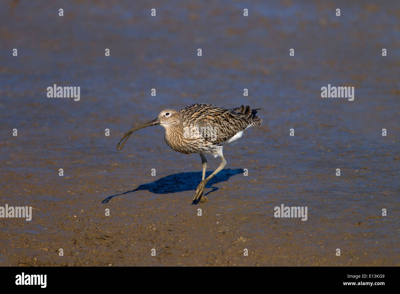 Curlew Numenius arquata feeding on worms on lowtide mudflats in Winter Stock Photo