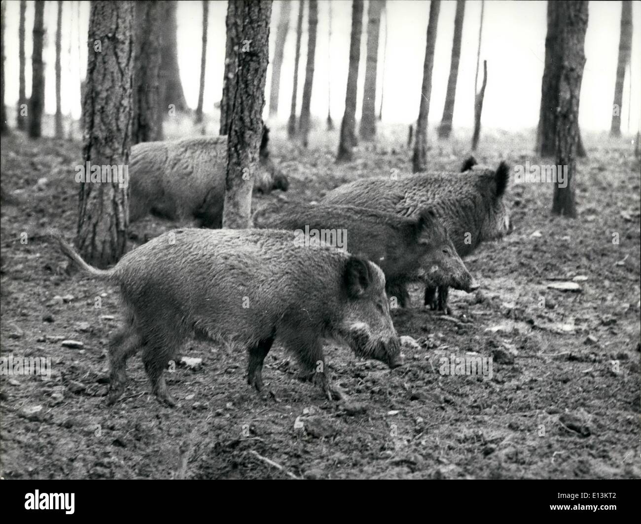 Mar. 02, 2012 - Wild animals roam in natural surroundings in Park 135 miles from Paris - Wild animals of various species at the Stock Photo