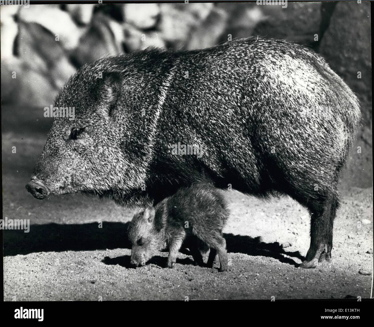 Mar. 02, 2012 - Tiny chip of the old block: Resembling an exact replica of its grown up mother, a tiny Collared peccary is seen Stock Photo