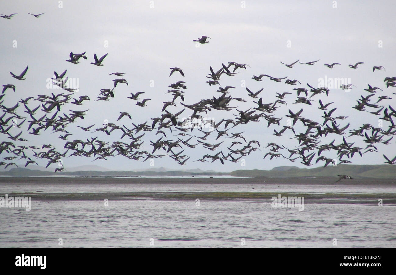 The Brant geese can be spotted at Izembek Lagoon, located within ...