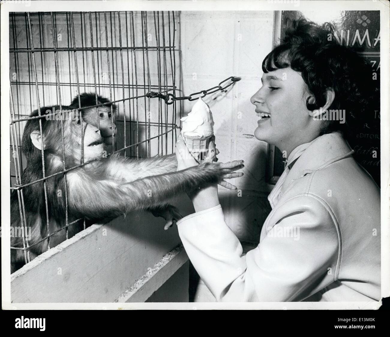 Mar. 02, 2012 - Two caged Monkeys grab at the lady's vanilla ice cream cone. Monkeys enjoy a treat every now and then also. Stock Photo