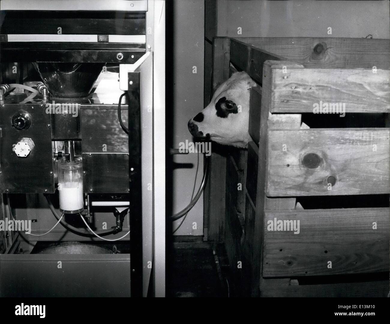Mar. 02, 2012 - Serve Yourself Milk for calves: No more nuzzling at mother, getting an occasional buffet from her head for these calves. They have their own cow-machine, made of metal with a teat which gives out milk as soon as they begin to suck - and she can't hit back: ''La Louve'' - or the she wolf after the foster mother of Romulus and Remus-is an electronic mammal presented at the general agricultural exhibition in the parades Expositions in Paris. And it's been a great success Stock Photo