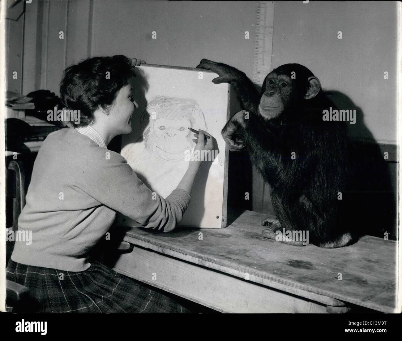 Mar. 02, 2012 - Sally The Chimp As An Artist's Model: Patiently Sally sits for art student Marion Latter of Hornery Art School. Stock Photo