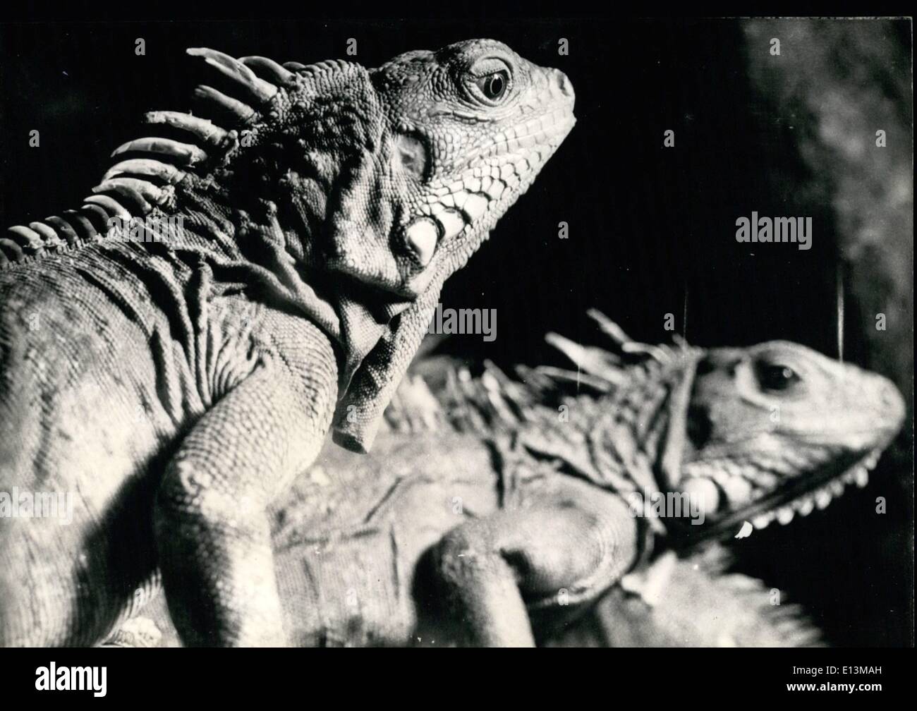 Mar. 02, 2012 - Gruener Leguan Lizard. Stock Photo