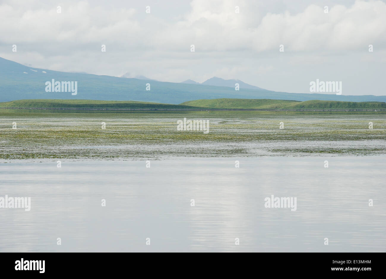 Eelgrass in Izembek Lagoon Stock Photo