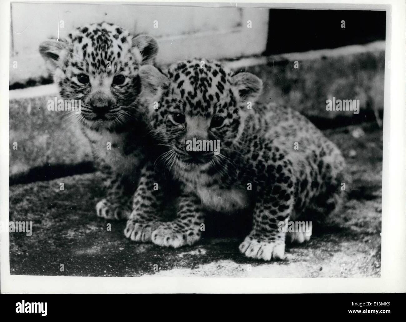 Mar. 02, 2012 - Introducing The World's First ''Leopons''. ''Made In Japan''.: For the first time in the world - the keepers at Stock Photo