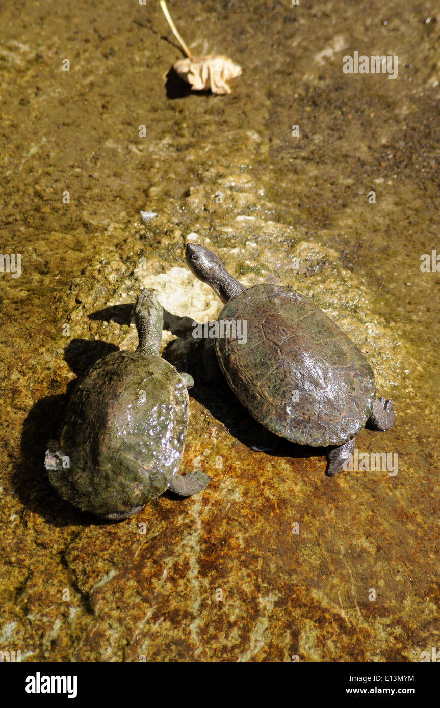 Turtles in shallow water Stock Photo Alamy