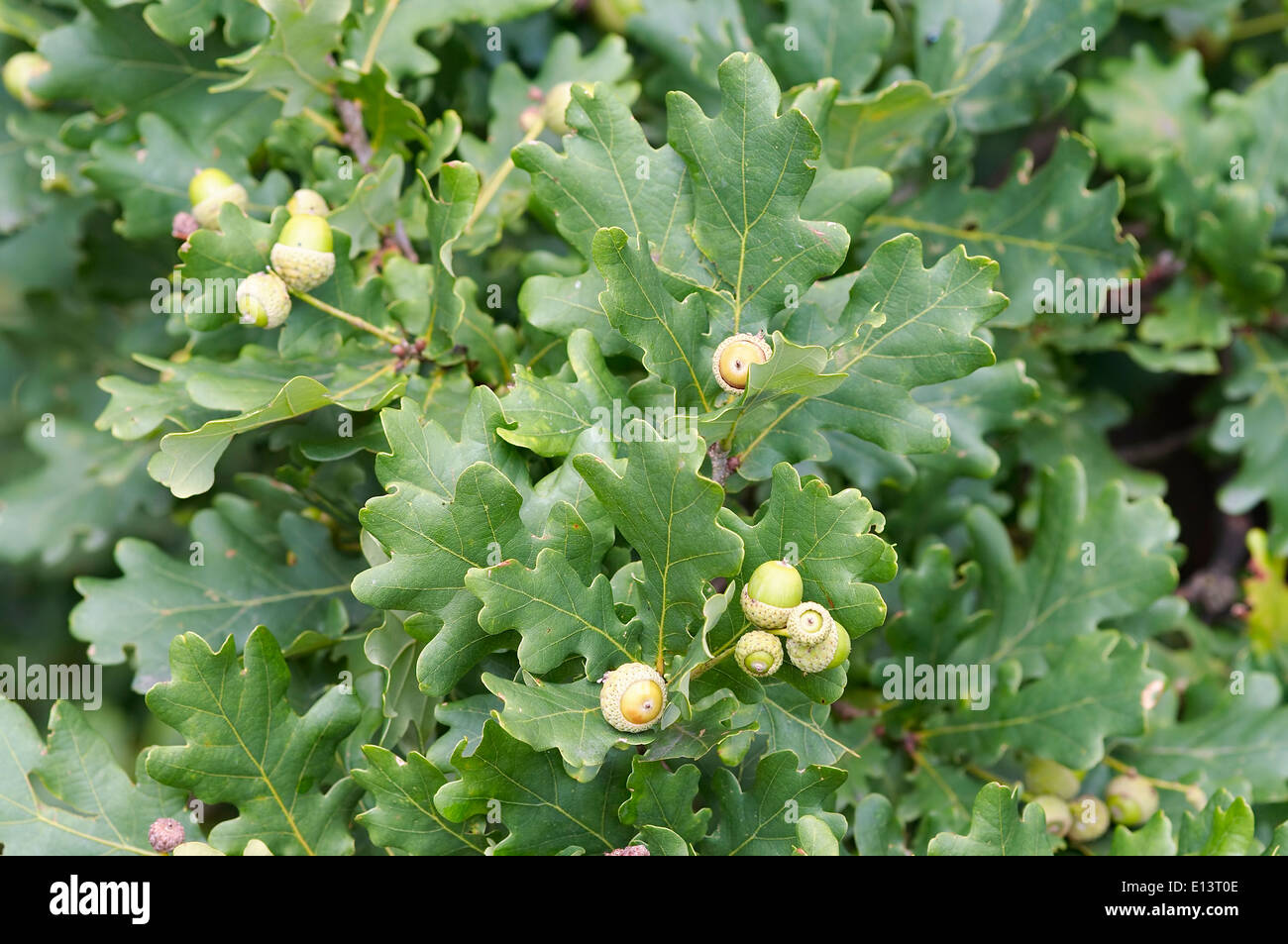 acorns and oak leaves Stock Photo
