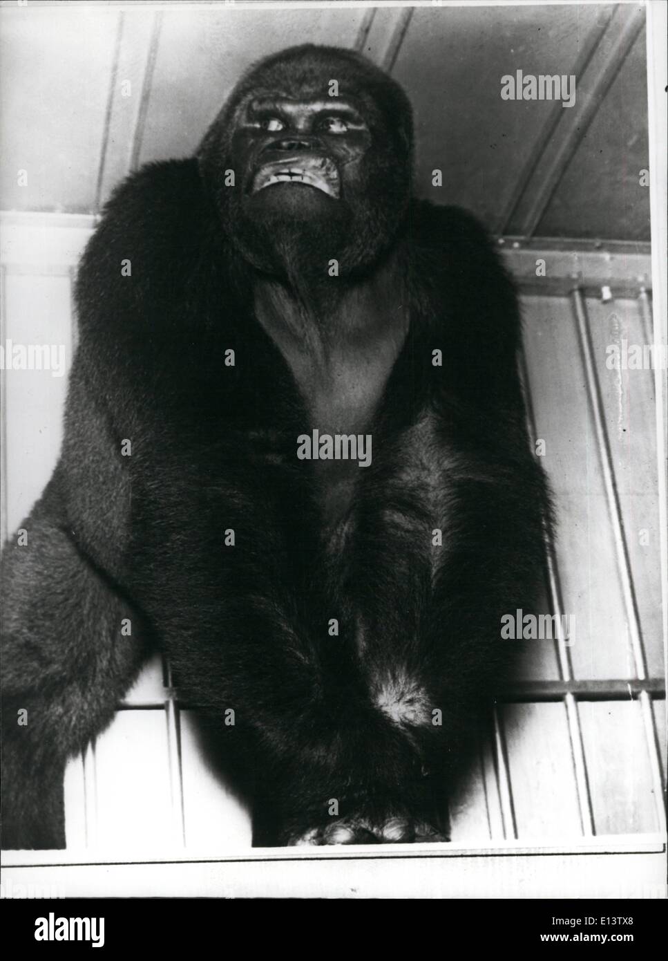 Mar. 27, 2012 - Does ''King Kong'' ring a bell. Stock Photo