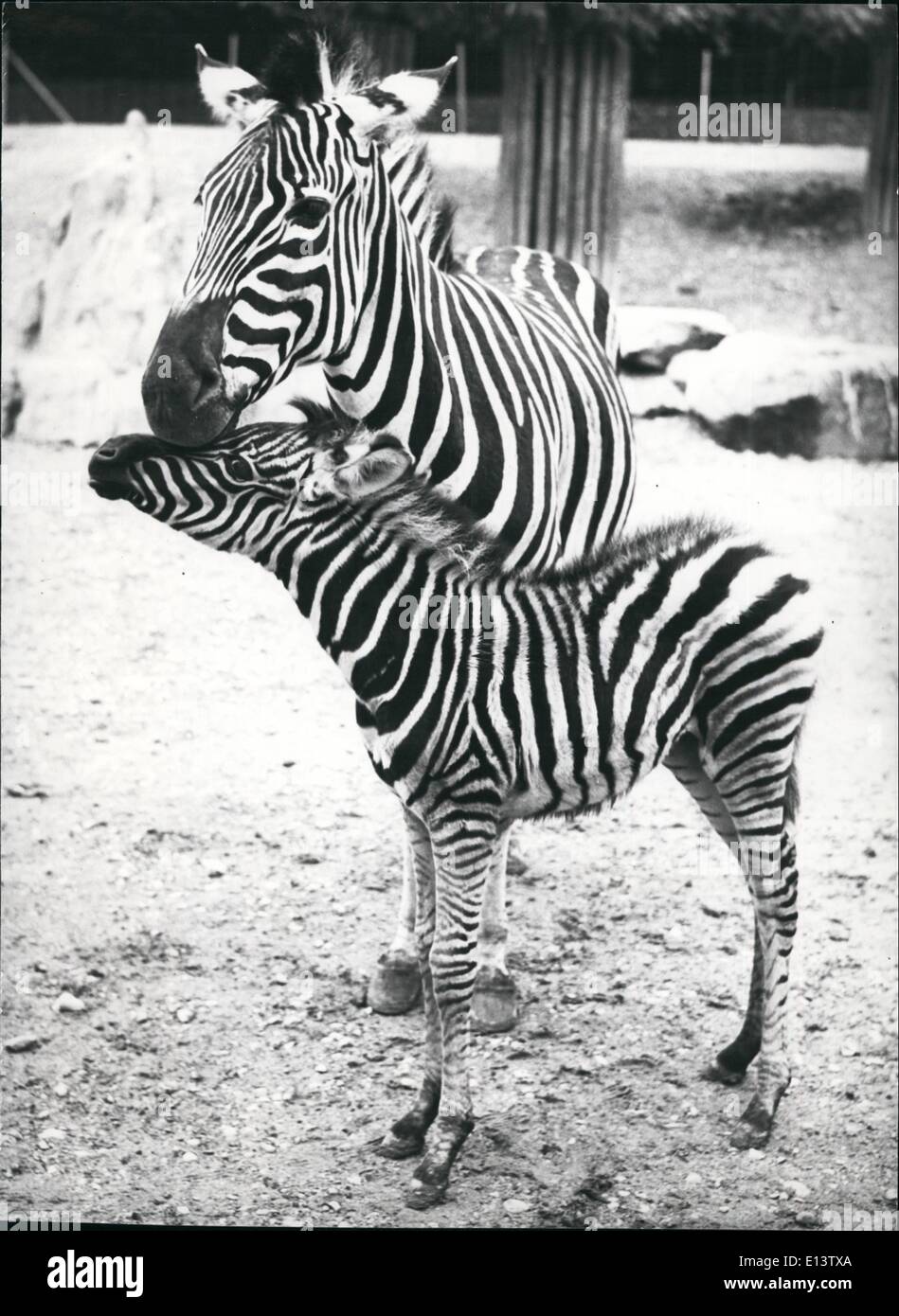 Mar. 27, 2012 - Mother Zebra and her 21 days old son. ''She'' is a 6 years old Chapman-Zebra and very proud on her 21 day old son born in the zoo of Zurich and presented to the press to-day. Stock Photo
