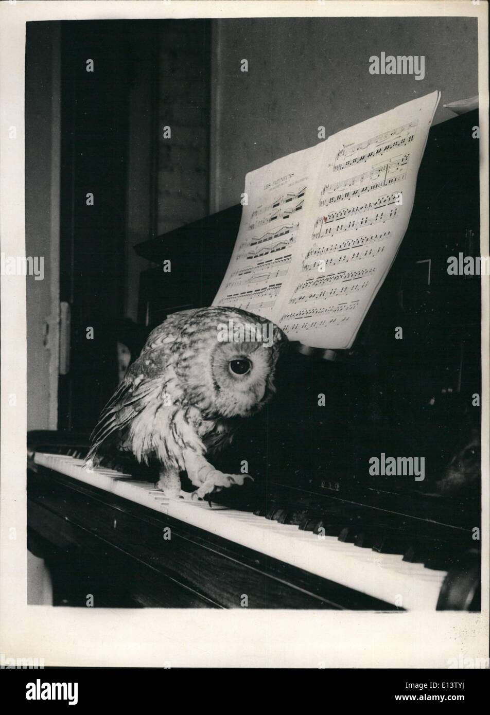 Mar. 27, 2012 - The Owl Who Couldn't Care 'Two Hoots'... He has an 'Ear For...Music'... Strange playmates are George the young tawny owl, and a handsome ginger cat called ''Rin-Tin-Tin'' - owned by young Michael Dean, and who live in Camberley, Surrey. Rin-Tin-Tin lived with Dean family since he was a kitten - but George only joined them last summer when Michael found him - a pathetic ball of feathers - at the bottom of a tree in his garden.. and now the strange couple are great pals.. Keystone Photo Shows:- Up and down the piano keyboard goes George - he has a grand ear for... music. Stock Photo