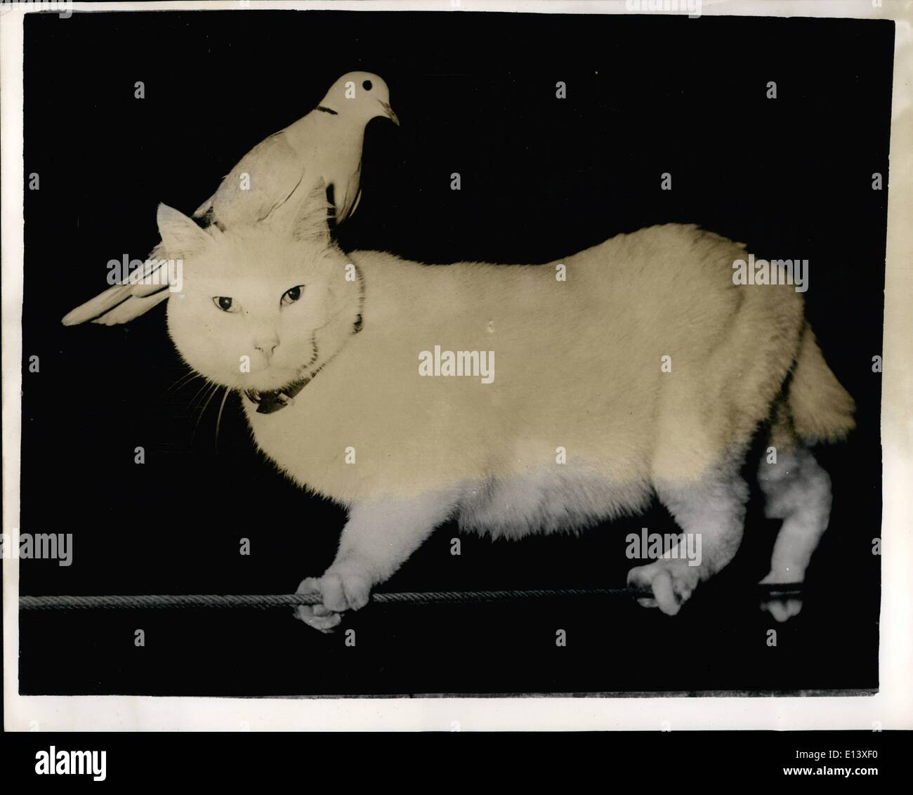 Cat among the pigeons hires stock photography and images Alamy