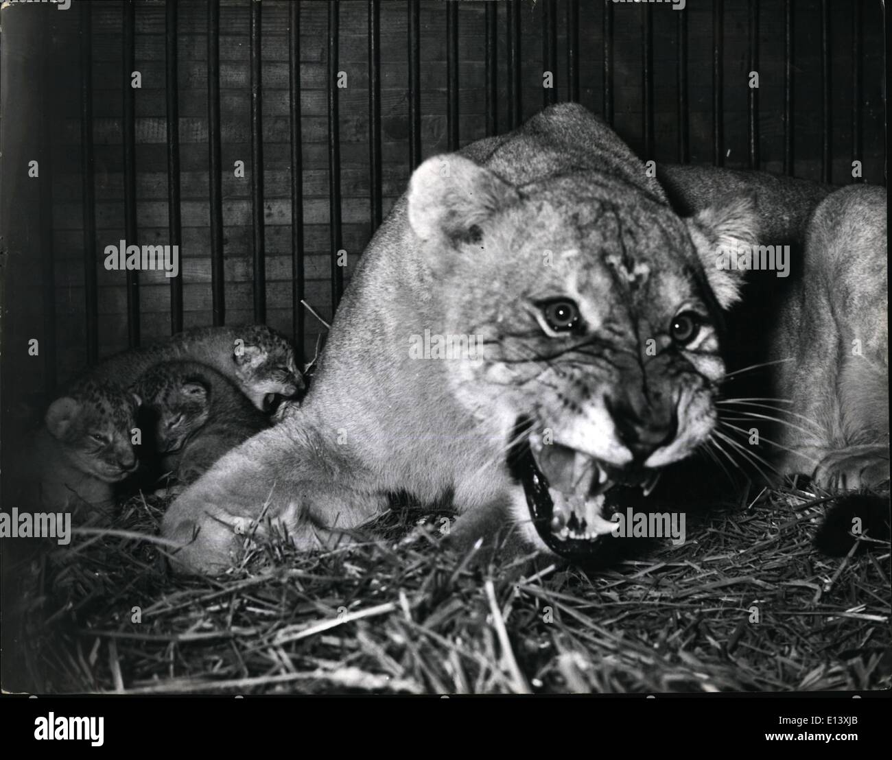 Mar. 27, 2012 - Lion Cubs Born On Parts Train - Arrive In London. Looking Very Tough - Is Elizabeth.. Elizabeth a Circus lioness on way to the Earl's Court circus - gave birth to quads on a Paris train - causing delay in the train departure time.. The Circus officials had to apply for four extra animals to be brought into the country.. The Lioness and her babies crossed Dover - and travelled by train to London. Keystone Photo Shows:- Elizabeth looks very ferocious as she guards her babies - on arrival at West Brompton Station - on way to the circus. Stock Photo