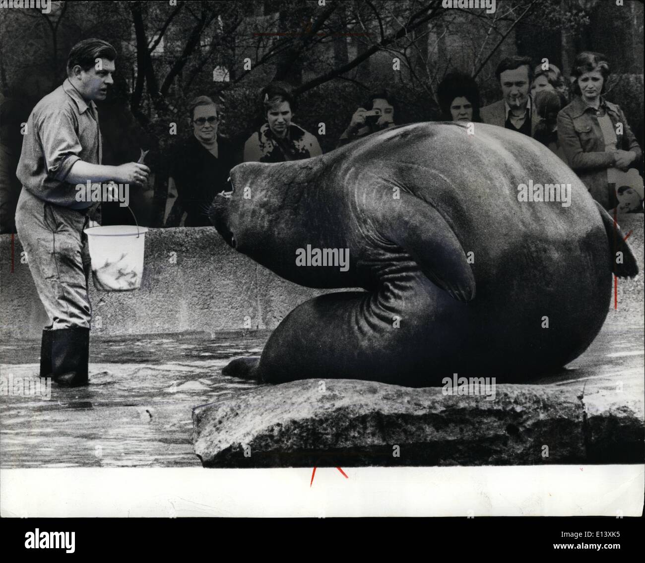 Mar. 27, 2012 - Bolle the male elephant seal performed this rather ''spineless'' feat before an appreciative audience at the West Berlin zoo in 1973. At the time Bolle was 5 years old, weighed 3,600 pounds and was about 12ft. long. Stock Photo