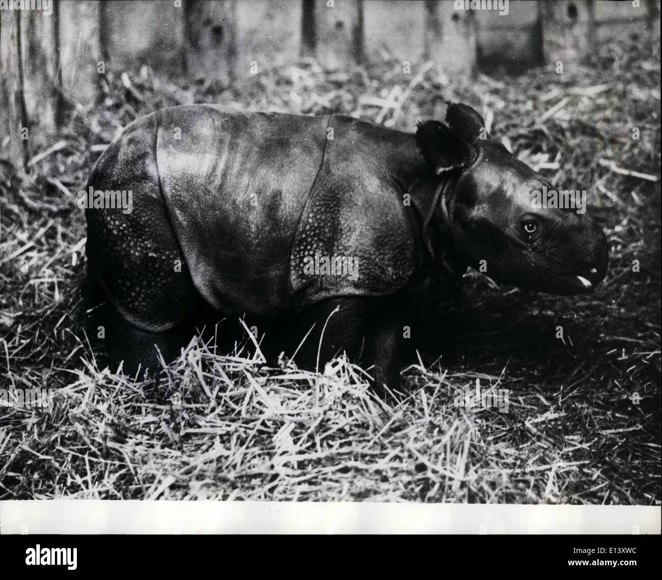 Another baby rhino born at basle zoo hi-res stock photography and ...