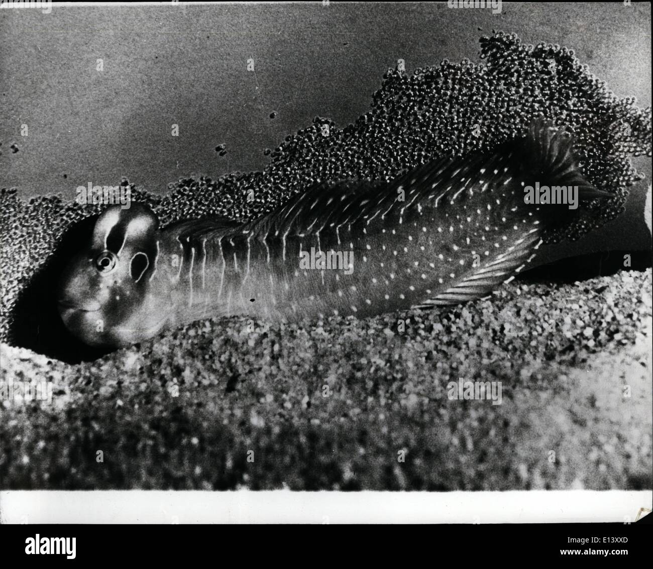 Mar. 27, 2012 - First-Time Ever-Successful Breeding of Blennius Pavo A world record of its own kind as the Zoo of Basle announces that they have succeeded in breeding 120 young Blennius Pavo. This is the first time ever that these fish have been breed in captivity. Photo Shows:- The ''father'' Blennius Pavo with the eggs in which 120 baby Pavo's were born at the Basle Zoo recently. Stock Photo