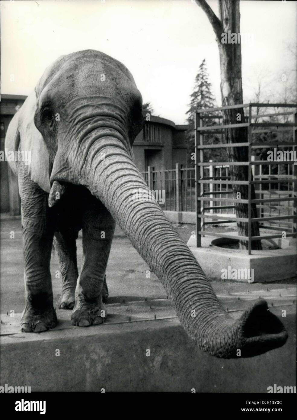 Mar. 31, 2012 - The Co: The time in Rome is now very cold and the animals that live in the zoo react in different manners as their ancestors. Photo shows the elephant seems to ask a warm punch. Stock Photo