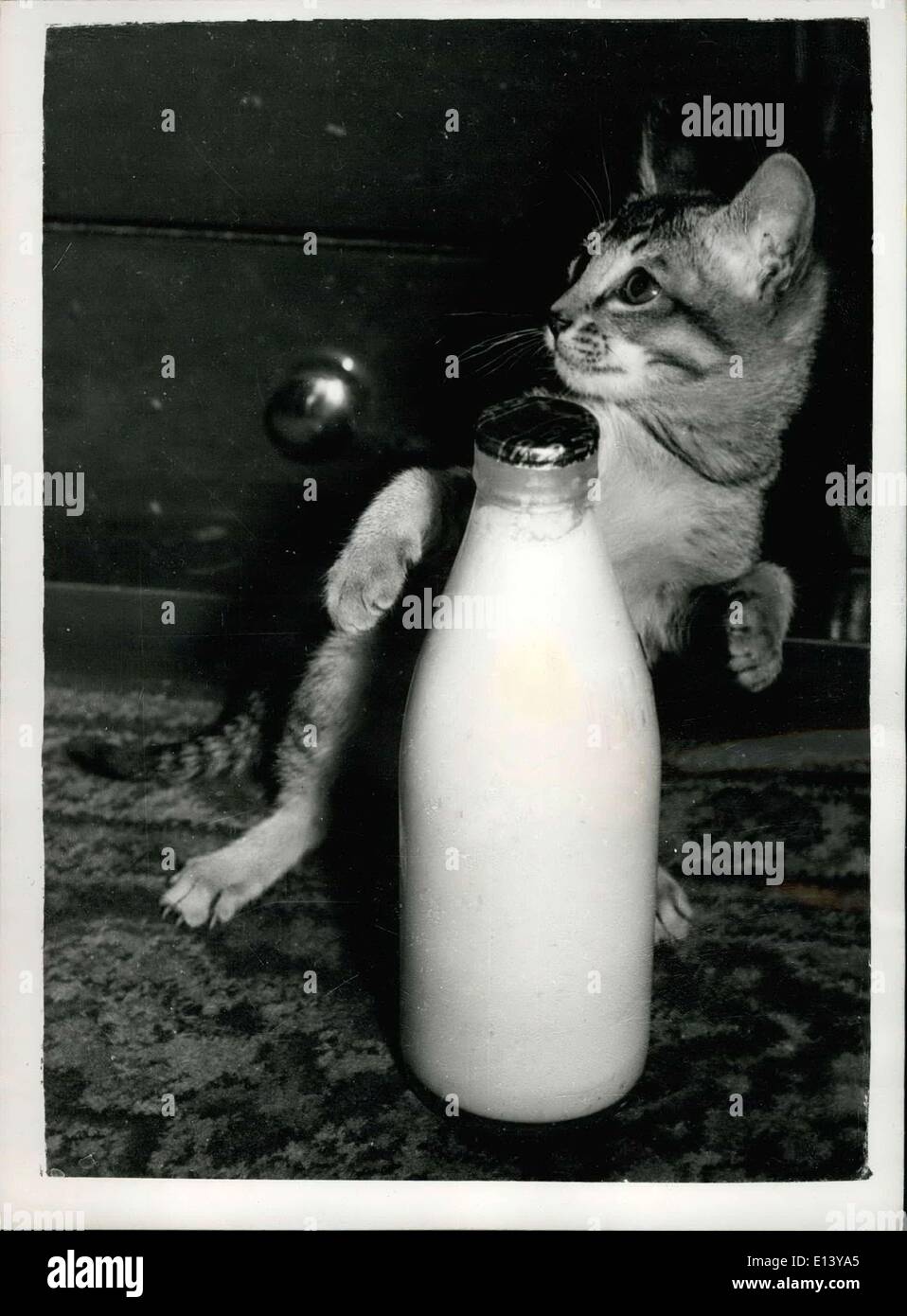 Mar. 31, 2012 - Look-out....Another pint of milk about to be ''Swiped''.!!......A 'Cat Burgler'.!!!!!!: ''Marigold'' a three months old Abyssinian - looks as if she is about to nip off with her dail milk ration....''Marigold'' - owned by Mrs. Towe of Wimbledon - is one of the entries for the Southern Countries Cat Show which opens at Central Hall, Westminster - tomorrow. Stock Photo