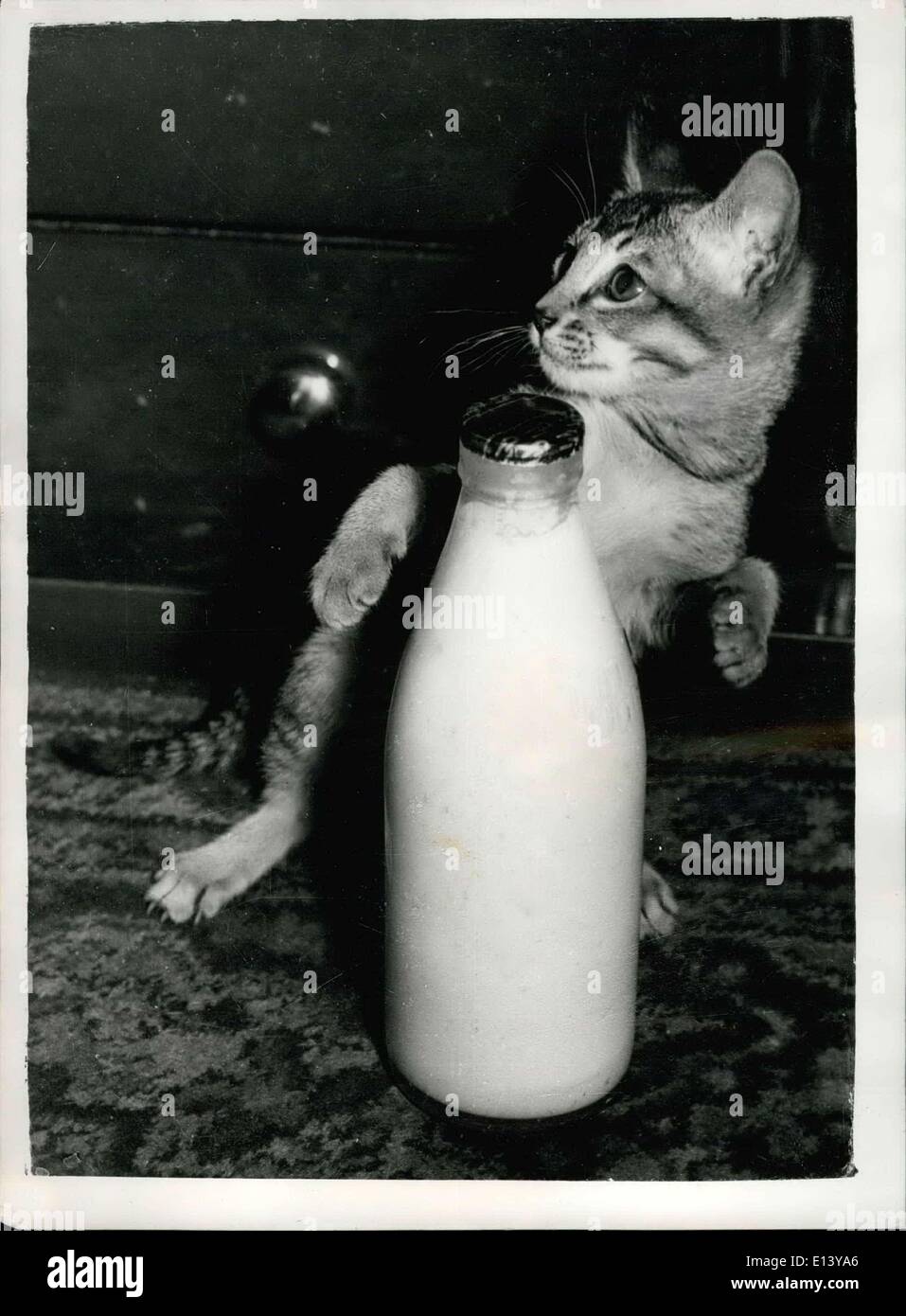 Mar. 31, 2012 - Look-out. another pint of milk about to be ''Swiped'' a cat burgle: ''Marigold'' - a three months old Abyssinian - looks as if she is about to nip off with her dial milk ration. ''Marigold'' - owned by Mrs. Towe of Wimbledon - is one of the entries for the Southern counties cat show which open sat central hall, westminister - tomorrow. Stock Photo