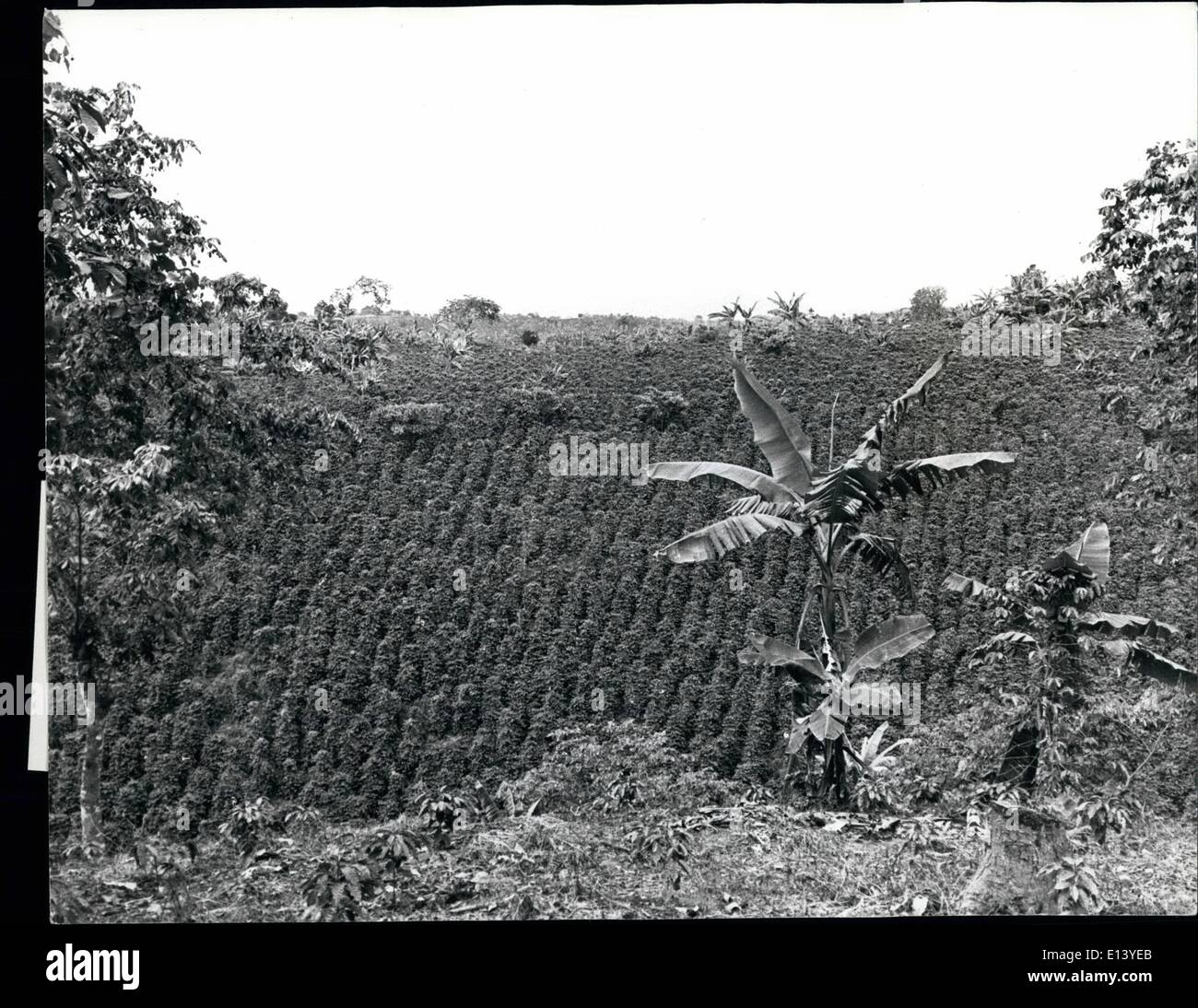 Mar. 27, 2012 - Hillsides in the Provinces of Columbia are flooded with coffee bushes, as the photographs show thousands of pounds ready for export. Stock Photo