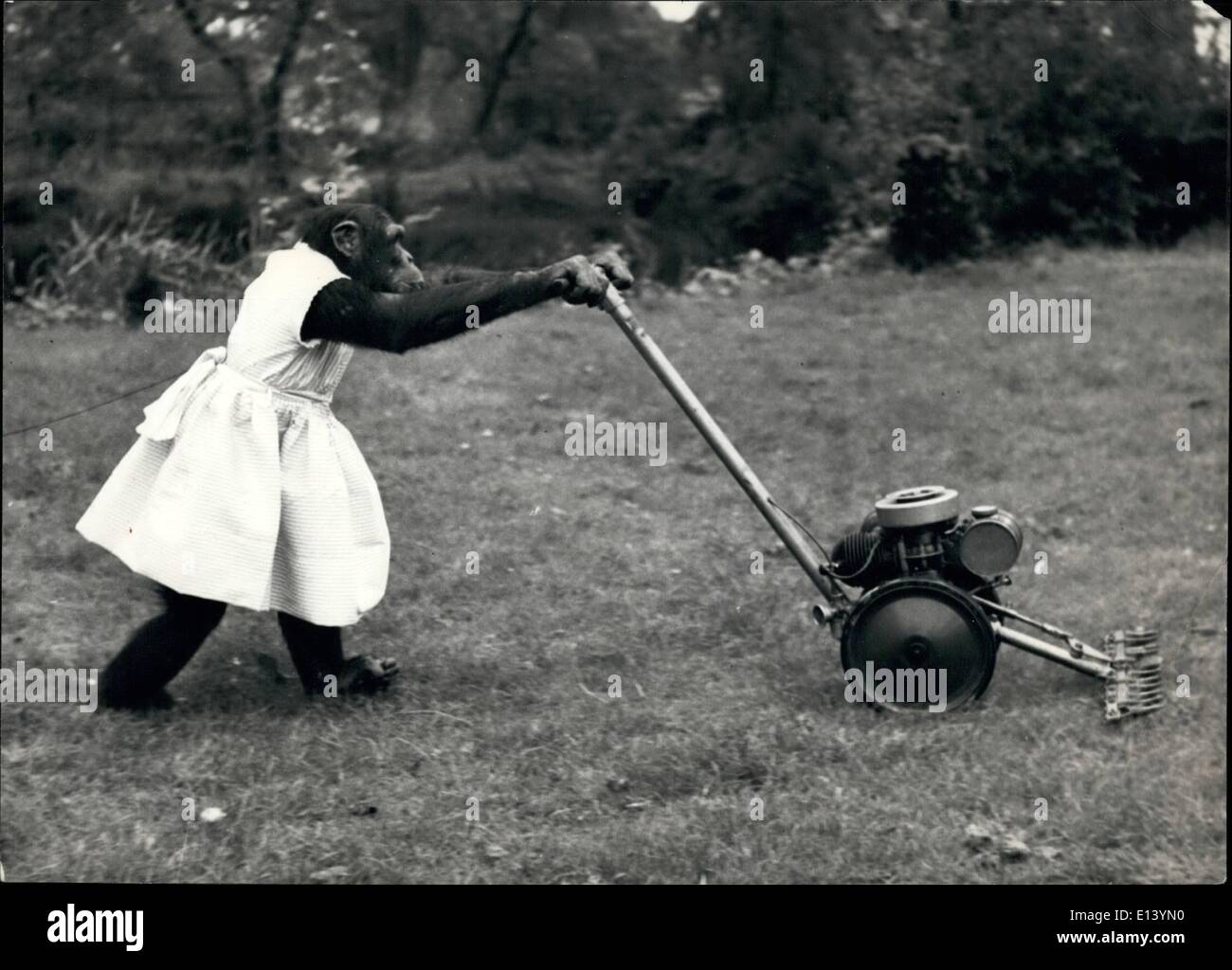 Mar. 27, 2012 - Michelle finds pushing the motor mower rather hare work - no wonder the engine isn't working. Stock Photo