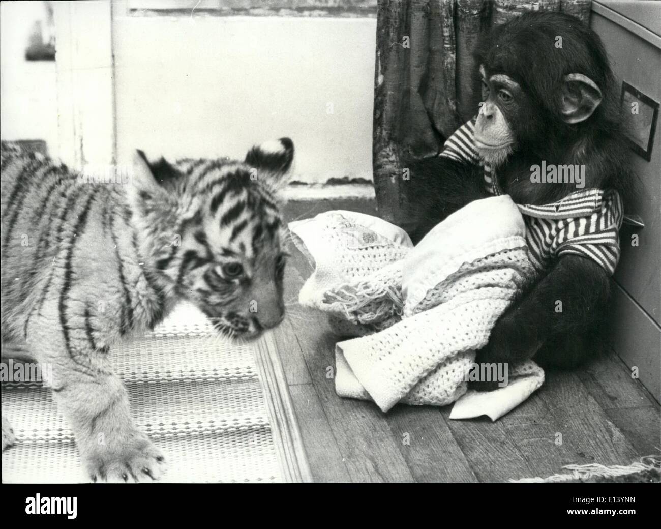 Mar. 27, 2012 - Chimps Can Have Stripes Too ! Fred the Chimp felt a little drab this morning, he brushed his scant and wispy brown baby hair bit it wasn't any good - he didn't look half so fine as his friend; Bengal the baby Tiger. ''Oh !... Why can't Chimps have stripes ?'' he lamented. Then he had a brain-wave, and five minutes later after raiding the Cawley's children's bedroom, he appeared looking very dapper indeed Stock Photo