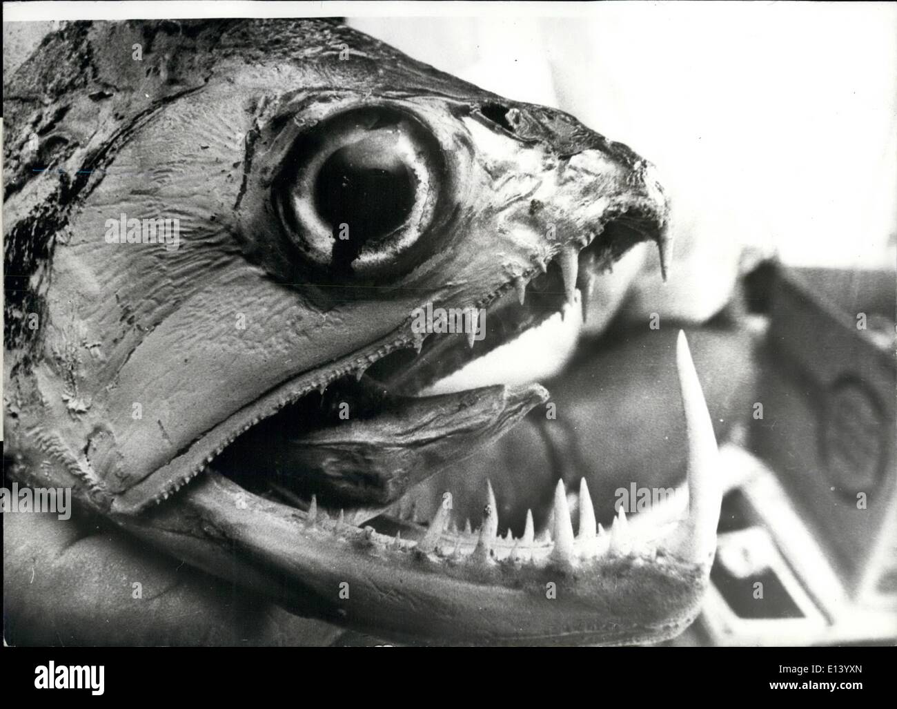 Mar. 27, 2012 - Name wanted for grotesque new fish Hitherto unseen by man, this grotesque fish is the latest discovery on our planet. The mini-monster with its fearsome mouthful of teeth was caught during a safari in a remote river of Brazil. The fish is as yet unnamed. Stock Photo