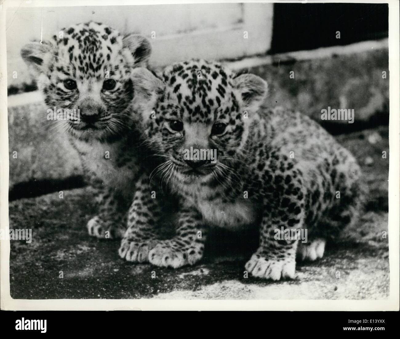 Mar. 27, 2012 - Introducing The World's First ''Leopons'' ''Made In Japan''.. For the first time in the world - the keepers at the Hanshin Park zoo, near Osaka, Japan - have succeeded in mating a Leopard and a Lioness - and two Leopard - lions have been born - known as ''Leopons''. Previously lions and tigers have been mated to produce ''Ligers'' - a Lioness and a tiger producing ''Lipards' The Leopard named ''Koshic'' is 4 year 9 months old and came from the Hagenbach Menagerie, Germany, while ''Sonoko'' the lioness, almost the same age was born at the Osaka Zoo Stock Photo