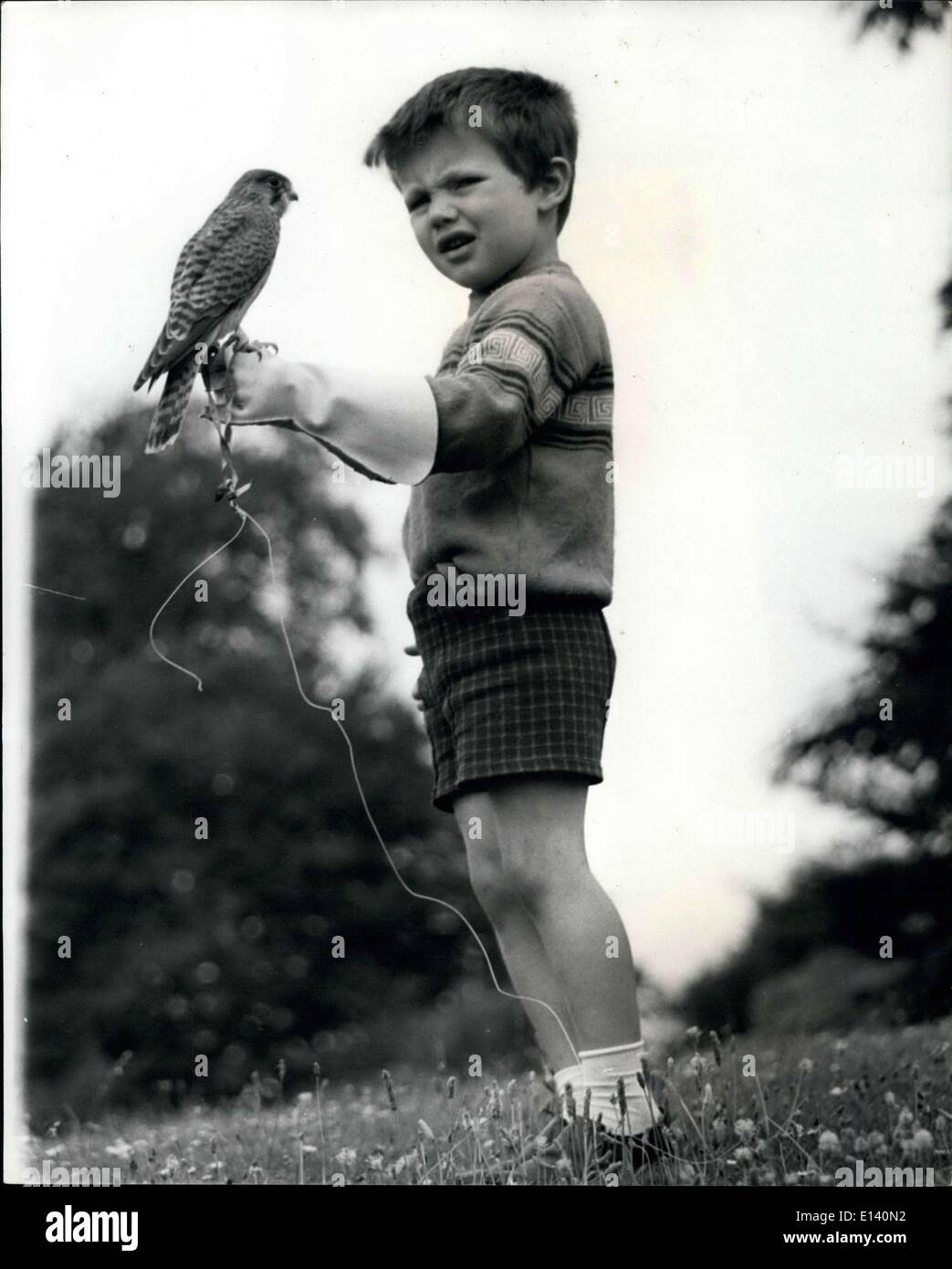 Mar. 31, 2012 - Boy And Bird; Line Father like Son; Simon, 4 year old son of Allen Oswold founder at Chilham Catle, Kent home of Lord Wastureene and , is following in his father's footsteps. He has taken over the care and training of the five-weeks old kestral, sent to Oswald from Scotland after being rescued from the nest to protective glove and handles the bird like veteran as it begins its training. Stock Photo