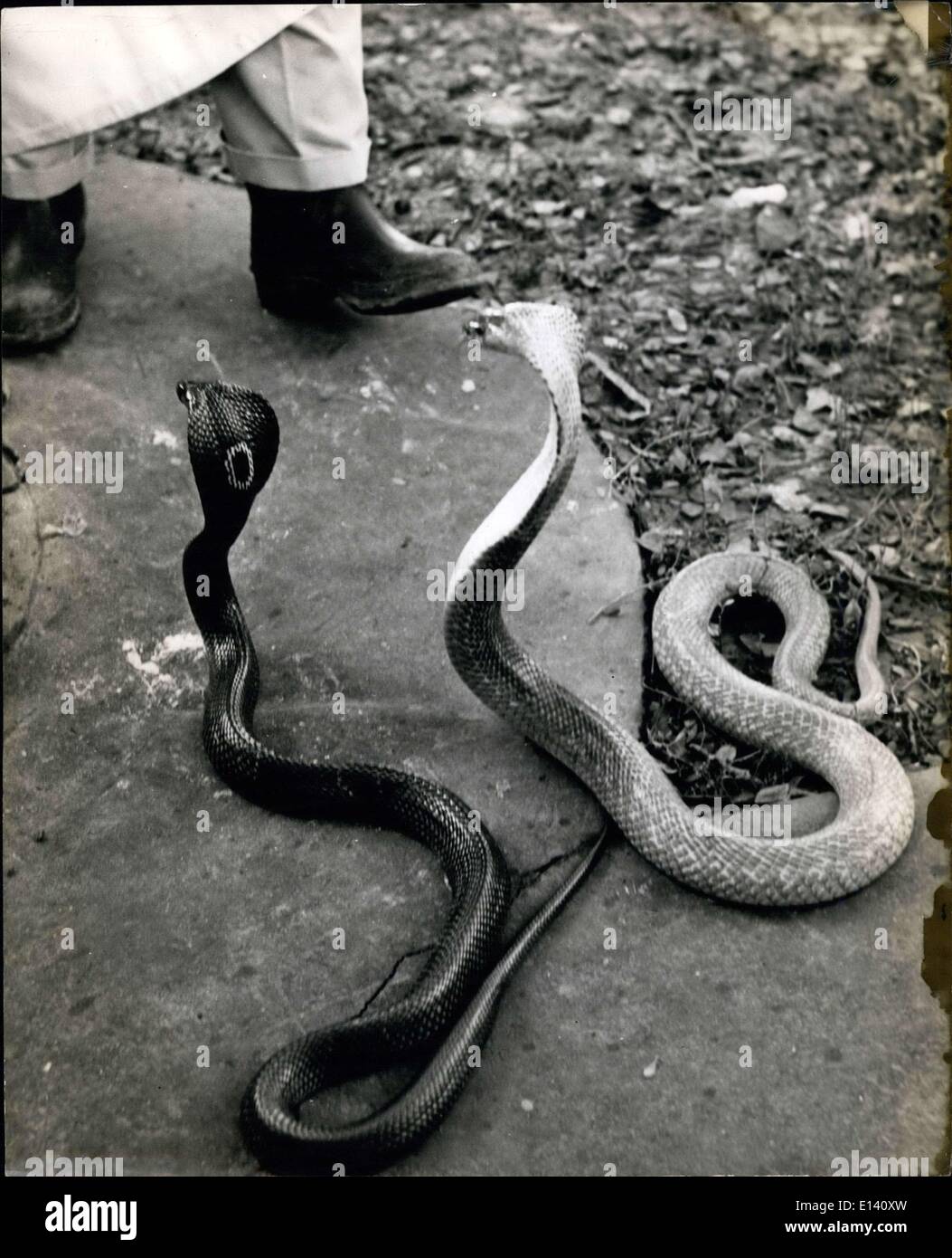 Mar. 31, 2012 - A sight that often paralyses a man with fear.: The deadly Hooded Cobra rears up to strike, hood distended. The snake attendant at the Bangkok Pasteur Institute wears thick rubber boots when approaching snakes which require force feeding or ''milking'' of venom. Stock Photo