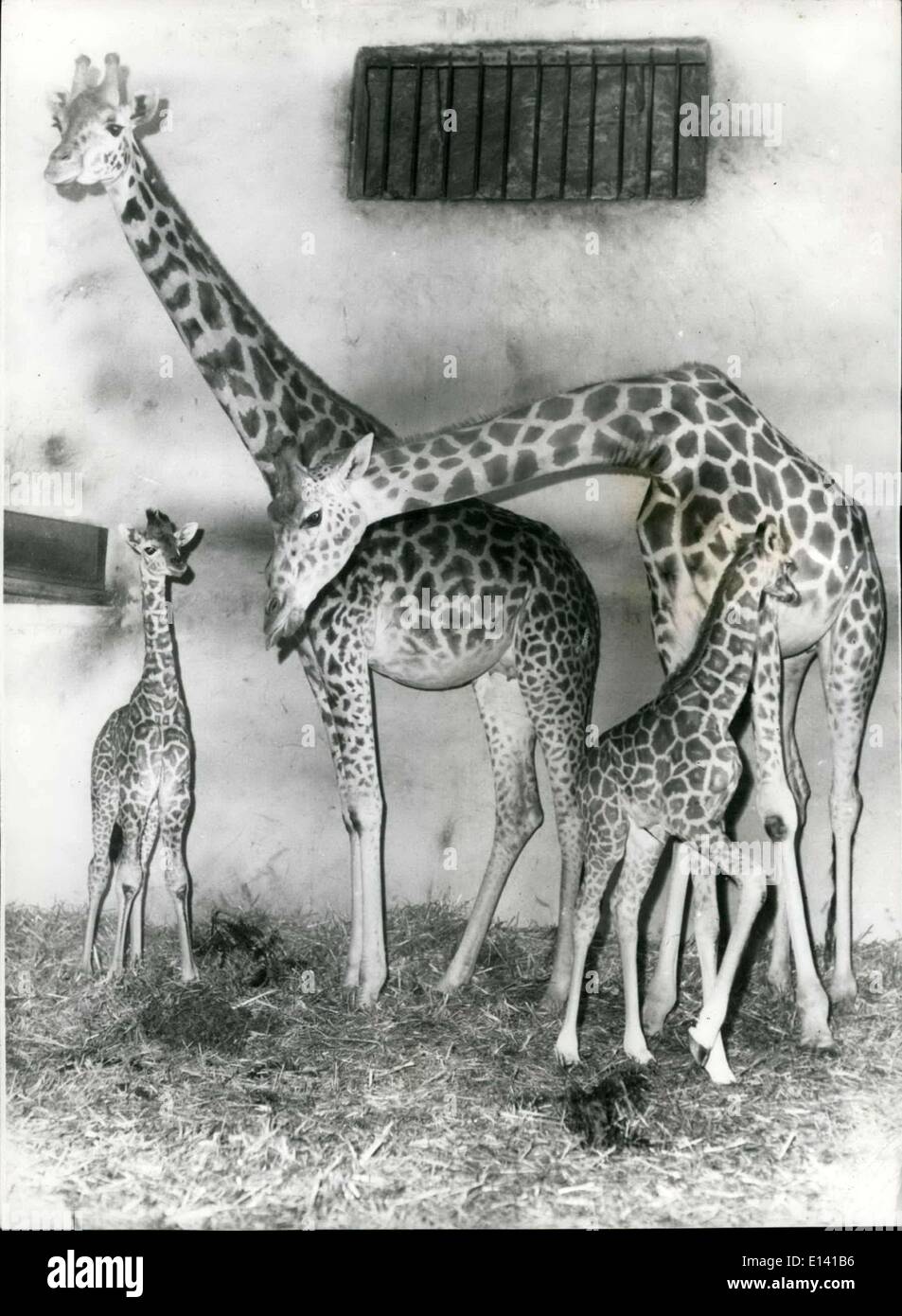Mar. 31, 2012 - Two mums - two babies. Double event at Australian zoo what a lot of necks: For the first time in the history of Stock Photo