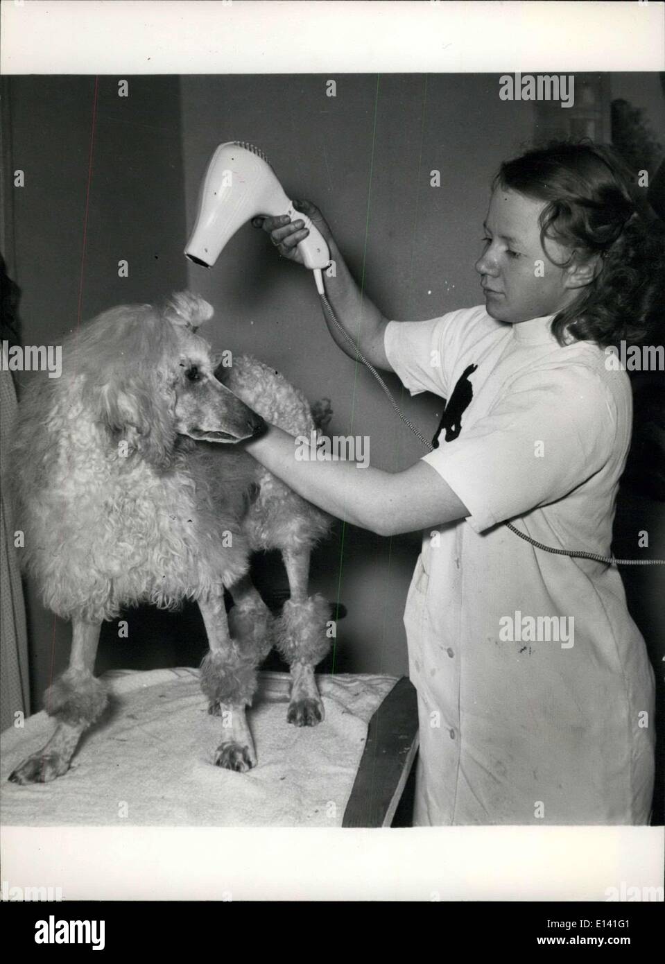 Mar. 31, 2012 - A Poodle gets a dry after a dye: A few minutes under the hair drier, and another Poodle will be ready for any fashion parade. Stock Photo