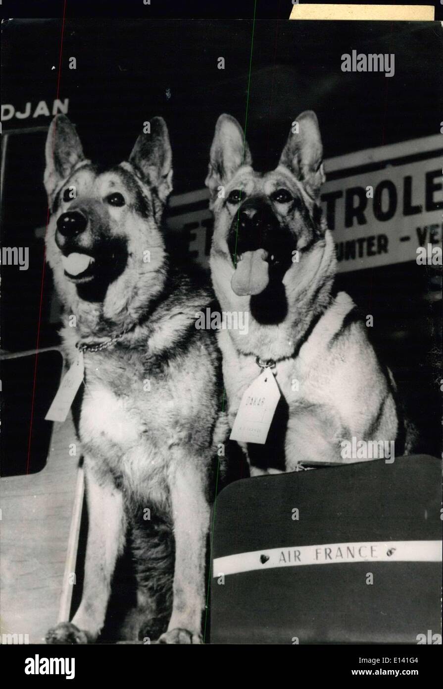 Mar. 31, 2012 - En Route for Dakar.: A important dog show will take place in Dakar (French Africa) on December 18. Photo shows Bearing their tags, two competitors ''Bella'' and ''Ullmo'' wait quiteluy for the taking off of airrance aircraft Stock Photo