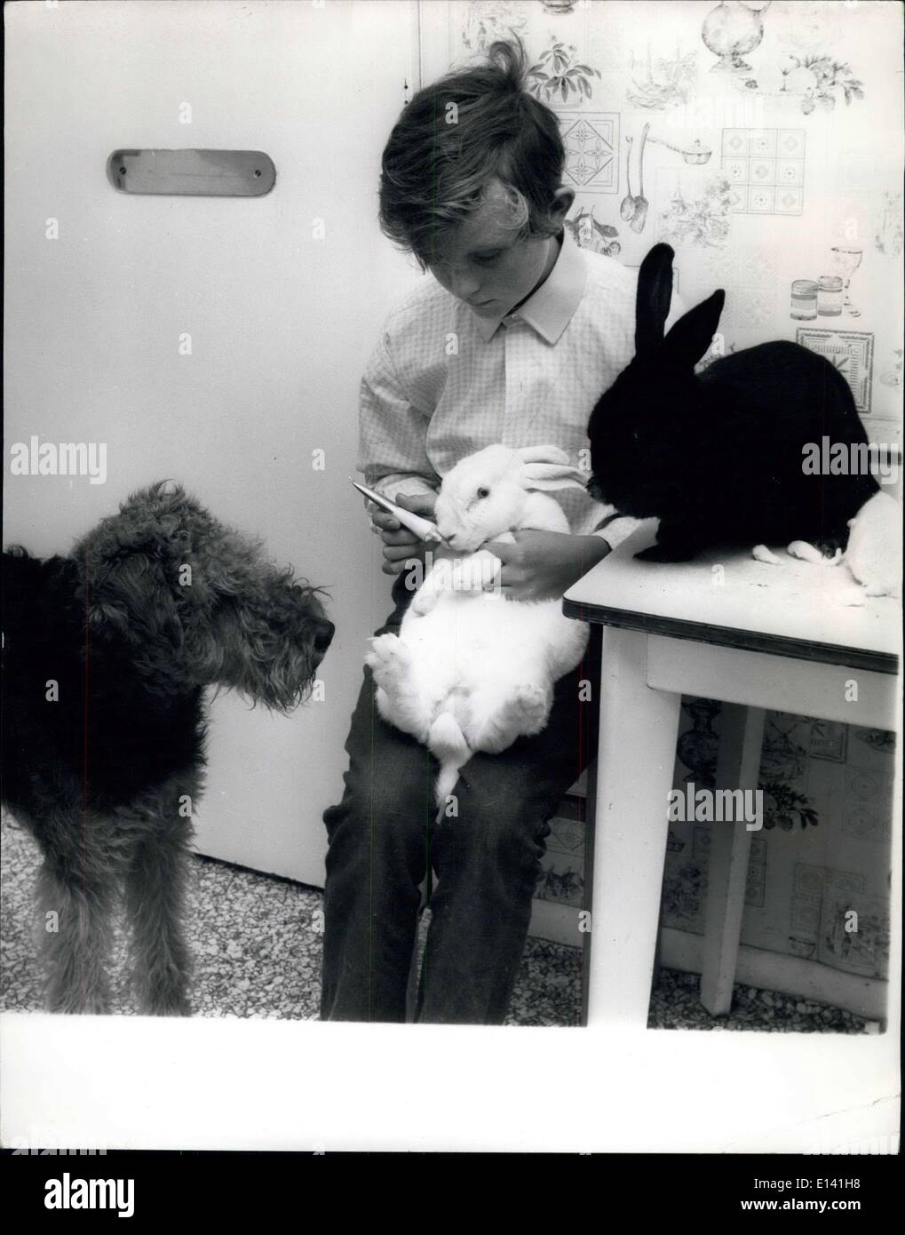 Mar. 31, 2012 - Peter Rattray with Snowie and Blackie, two rabbits in his care, and Shane the airedale looks on. Stock Photo