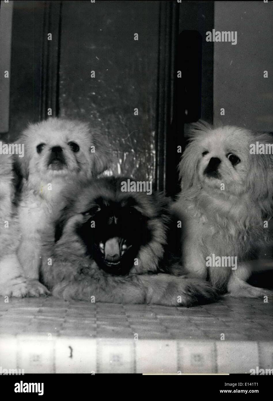 Mar. 31, 2012 - Smile now, all of you. Not just one Ã¢â‚¬â€œ Trying to pose a posse of pekes is as bad as any bevy of beauties, Stock Photo