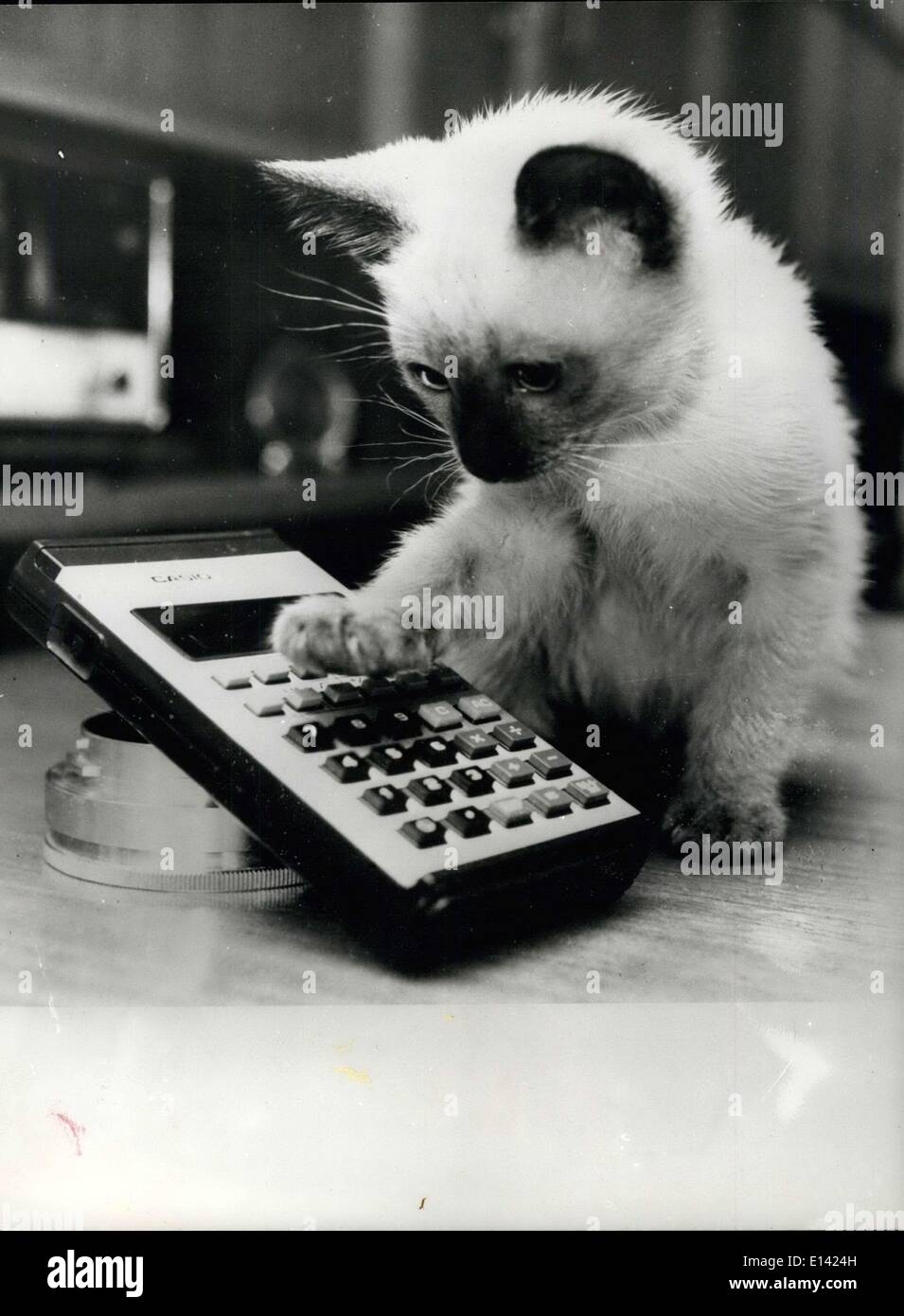 Mar. 31, 2012 - The Kitten on the : Picture Shows: ''BOBO'' the kitten decides to make use of the calculator to work out her Stock Photo