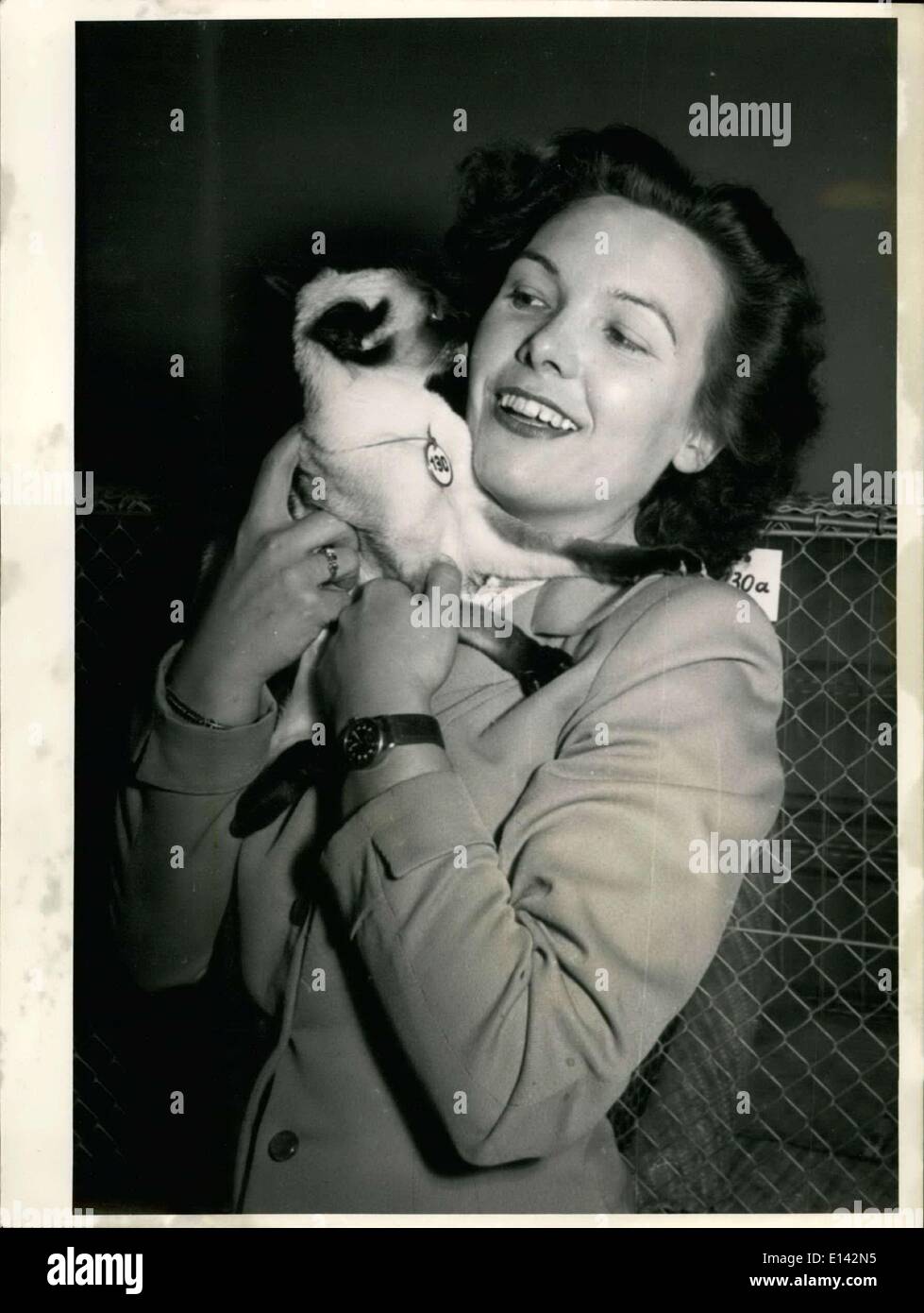 Mar. 31, 2012 - A tom-cat who has won many prizes year by year - also this year on the 2nd German Show of Precious Cats inWiesbaden. Stock Photo