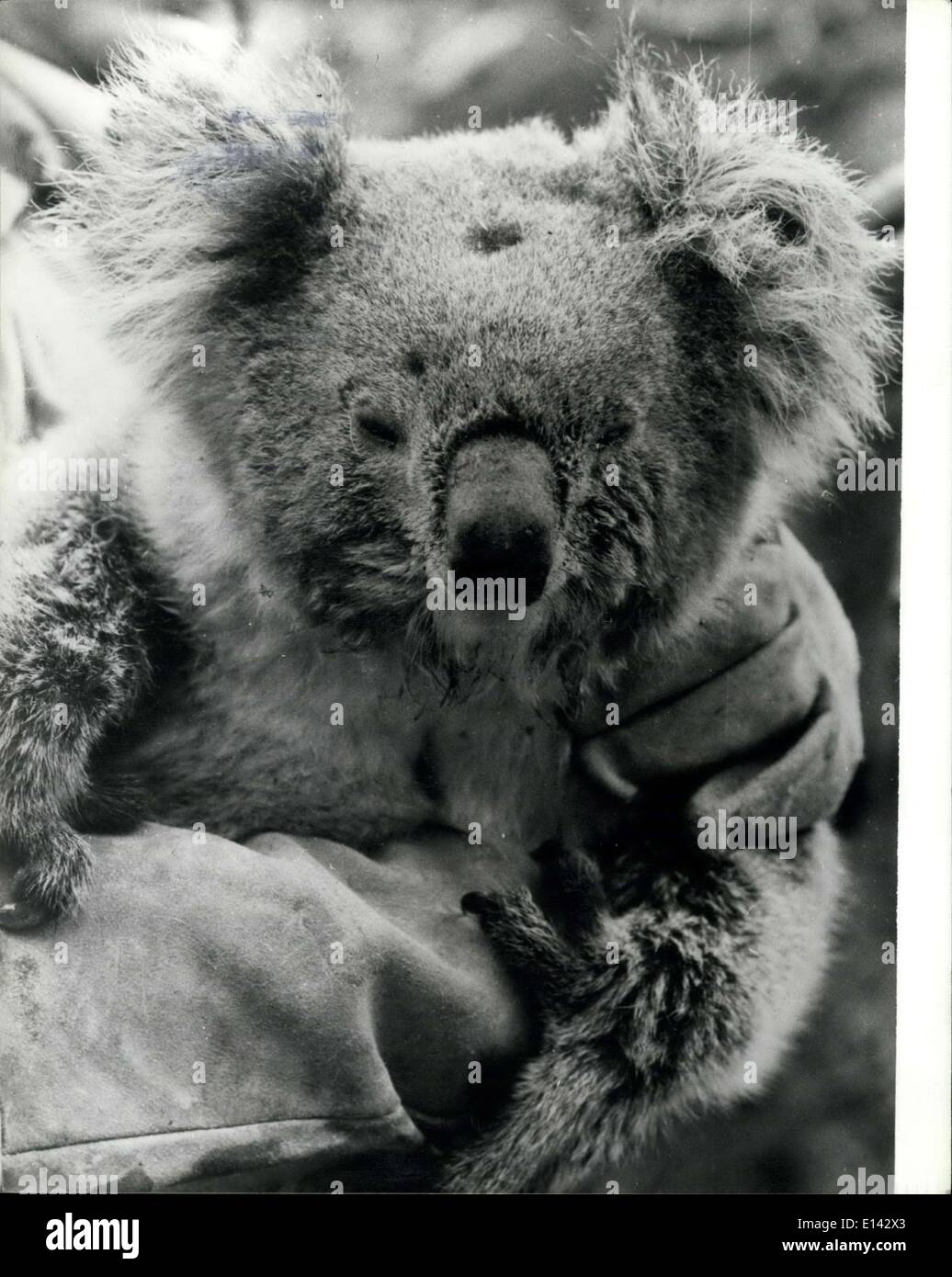 Mar. 31, 2012 - anima. This female Koala Bear, nursing a baby in its pouch, miraculously survived a bush fire which ravaged a forest in Australia recently. As 30 meter high flames swept through the trees which were her home, she made her way down to a dry creek bed and escaped with only slightly singed fur. Two RSPCA rescue team members, Paul Stichel and Tom Goldborn, found her under a blackberry bush and handed her over to a vet for treatment. She was released into a nearby conservation park to begin a new life. Picture shows: Lucky koala in safe hands after her rescue. Stock Photo