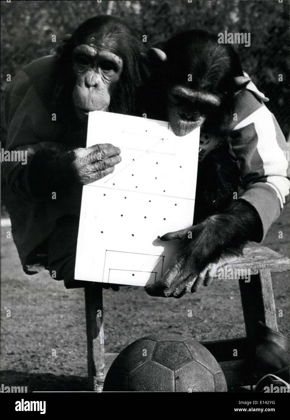 Mar. 31, 2012 - High level strategy talks before the game.The World Cup May Be Over, Bout Not For The Chimps: Monkey business caries on football, season or not. These two chimpanzees from the Munich Zoo in Hallabrunn, Germany, would still be happy to be football's new Superstars. Of Course football should be played with the feet, not the hands, but we'll overlook that and forgive the chimps it they're not the World's best players. But they make excellent goalkeeper, with the added advantages of using all-fours! Stock Photo