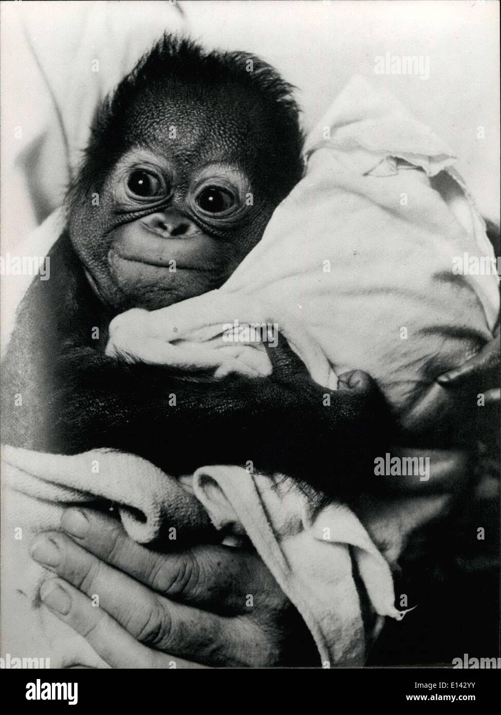 Mar. 31, 2012 - Looking Human: Photographer John Doidge belives animals act more like humans than humans. He has spent his professional life taking pictures of people's pets and in zoos, these picture are taken from a collection of his best work published in a book called ''So who says we're not Human.'' Photo Shows A baby Orangugan named Tanga clutches his blanket comforter while bring reared by a keeper after he was rejected by his mother. Stock Photo