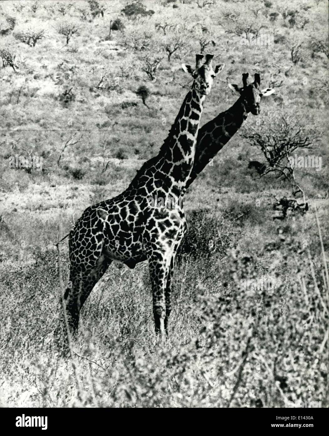 Mar. 31, 2012 - Two Heads. They say that two heads are better than one. It could well be if you are a Giraffe in a country where many fierce animals are roaming around. Stock Photo