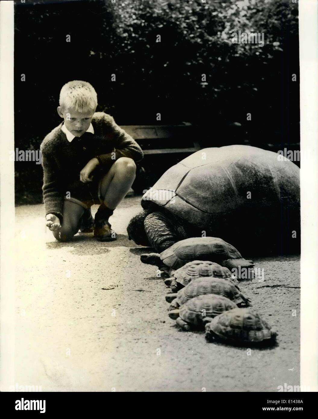 Mar. 31, 2012 - Not Much Chance Of These ''Jumping The Gun'': Step-watch in hand, young Karl- Heinz is ready for the star of the first preliminary heat in the tortoise -race organized by him in the Munich zoological gardens, Hellabrunn. It's unlikely that the tempting little plants waiting for the huge tortoise and her five ''fellow runners'' at the winning most will induce a ''flying stars'', however. Stock Photo