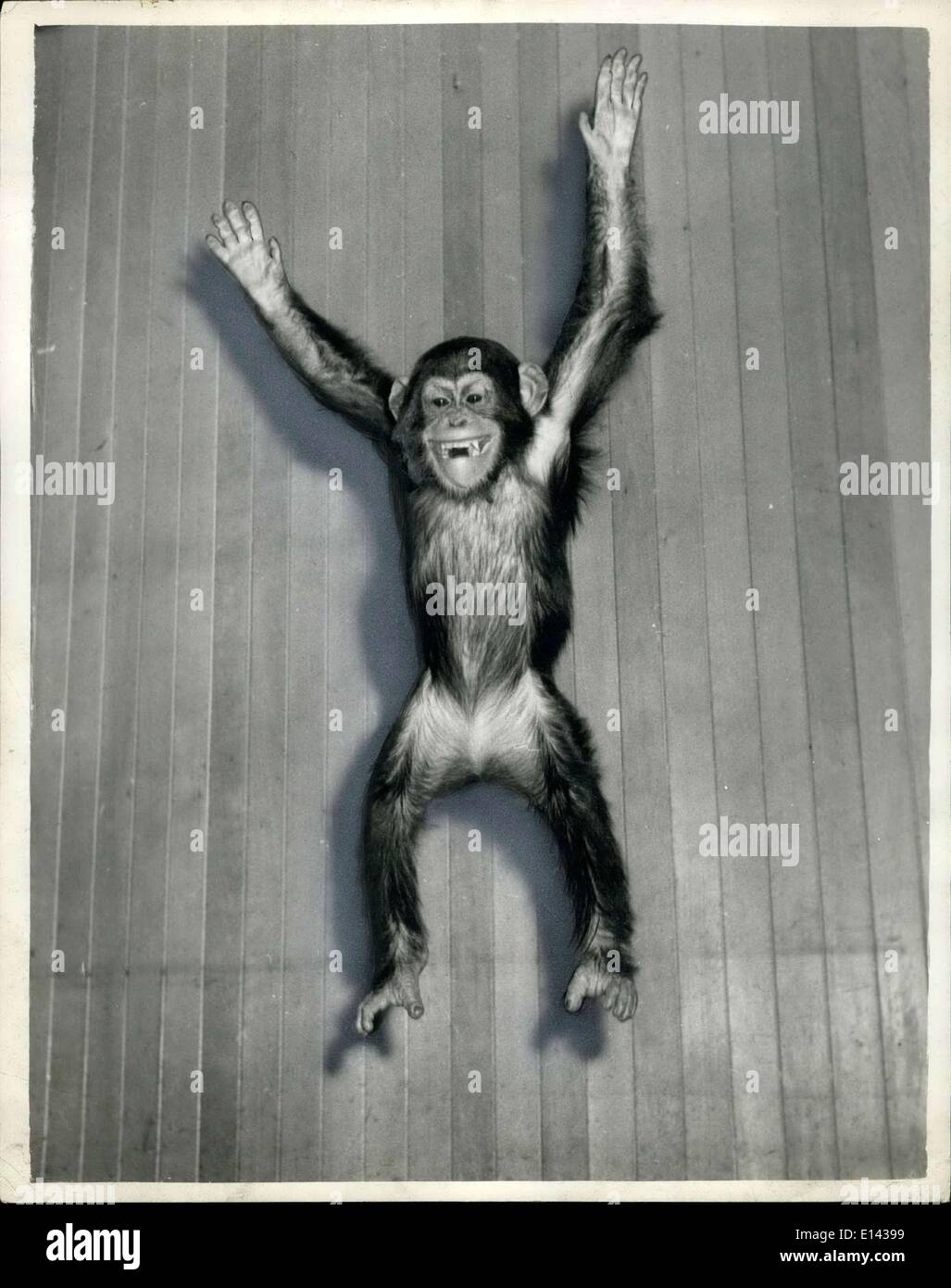 Aping hi res stock photography and images Alamy