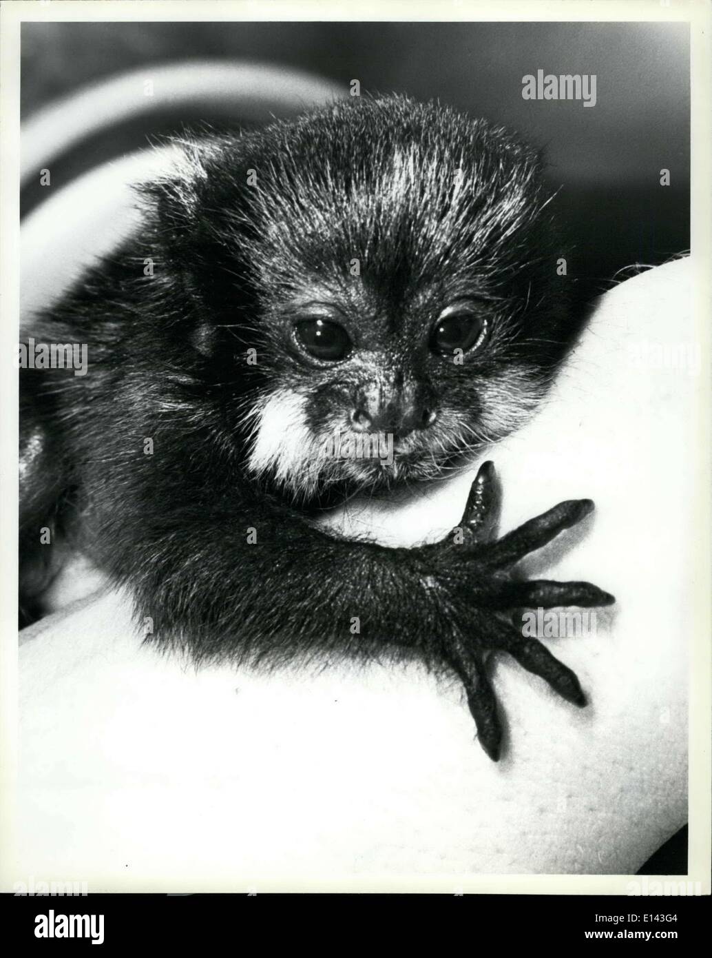 Mar. 31, 2012 - TINY TAMARIN: A thumb-sized white-lipped tamarin, dubbed ''Davy'' by San Diego Zoo nursery supervisor Joann Thomas, is being raised by humans in the intensive care section of the newly remodeled Starkey Primate Nursery because his mother failed to care for him properly. The month-old member of the marmoset family is bottle fed and lives in an incubator where he clings to a clean paint roller instead of clinging to mother's fur. Davy can be seen by visitors to the Children's Zoo, which contains the Starkey Primate Nursery Stock Photo