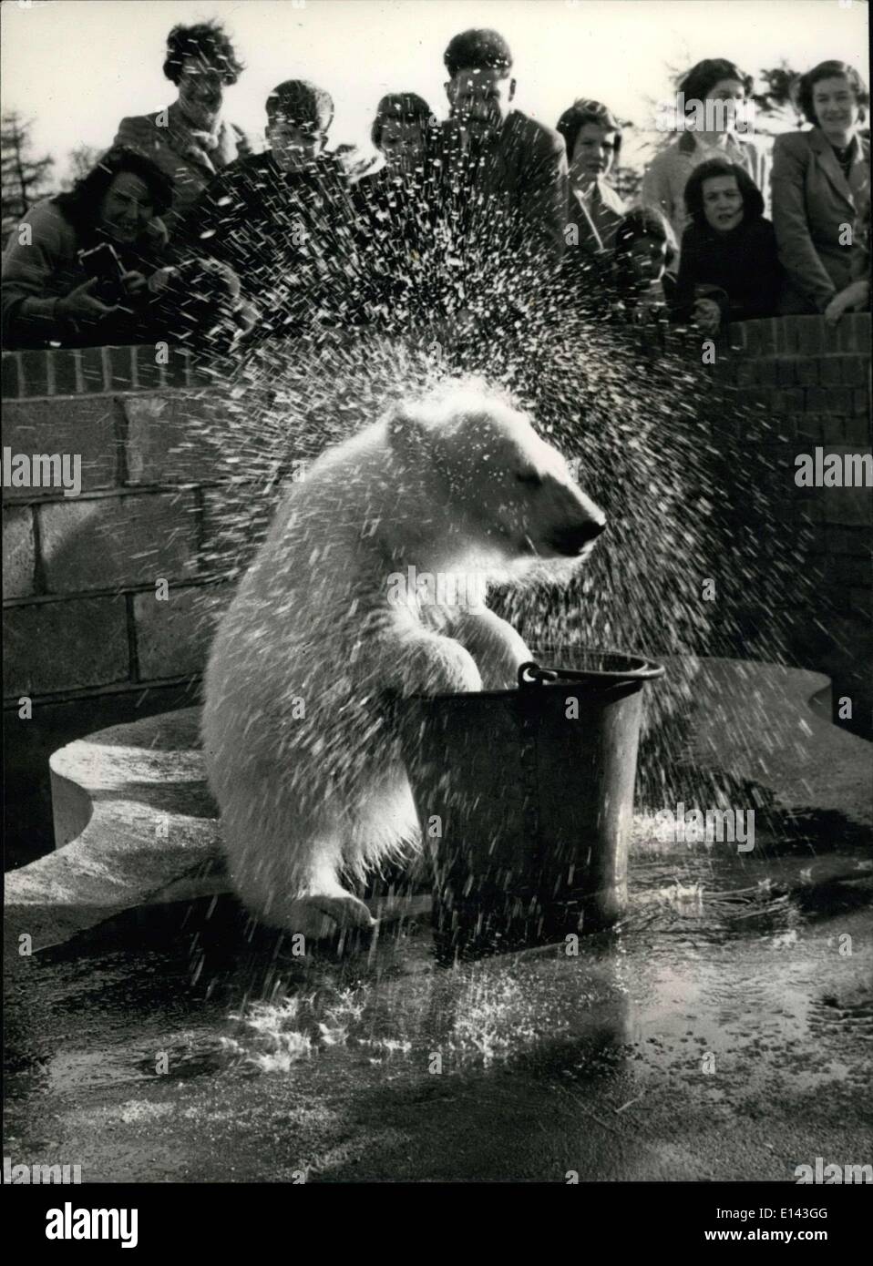 Mar. 31, 2012 - ''At Least I'm Making a Splash...'' Is it snow in Summertime? Spitfire shakes his head after a header in the pail of water. Stock Photo
